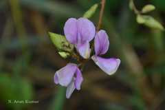 Codariocalyx motorius